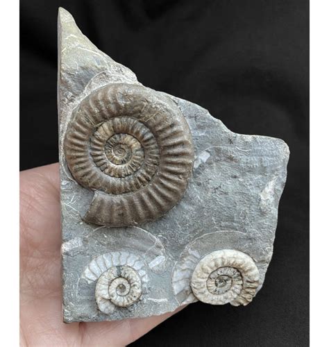 fossils for sale uk